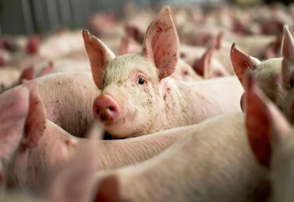 Când și cum pot fi sacrificați porcii de Crăciun? Anunțul ANSVSA pentru cei care cresc animale în curte