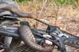 Biciclistă mușcată de un șarpe veninos după ce reptila s-a prins în lanțul bicicletei. Femeia a ajuns la spital
