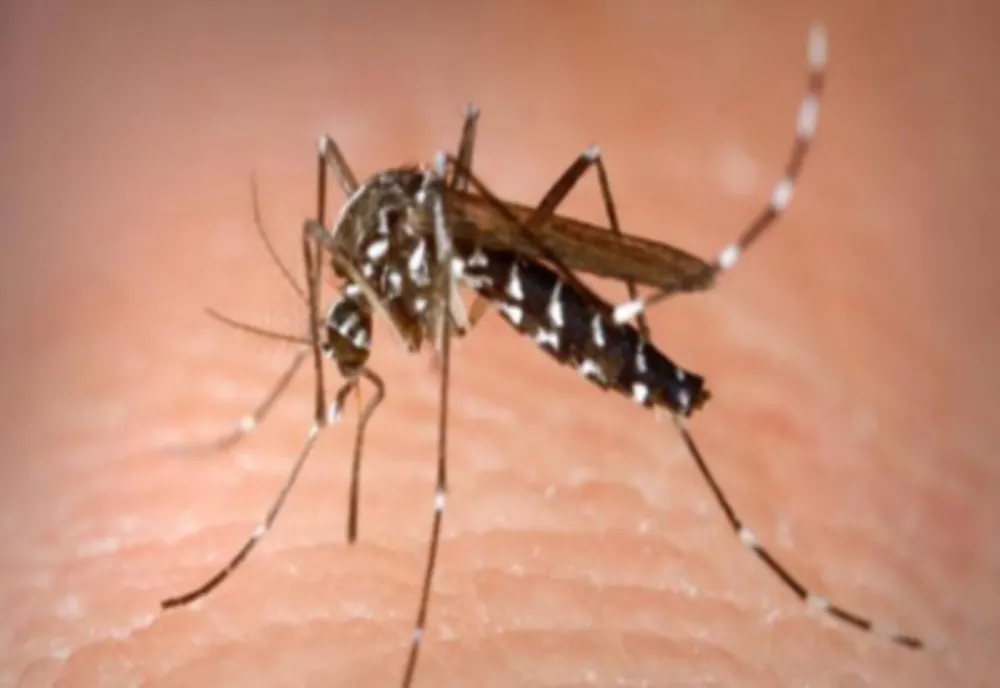 Alertă West Nile, virusul purtat de țânțari. 3 români au murit în ultima săptămână. Care sunt simptomele?