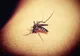 INSP: 82 de cazuri de infecție cu West Nile