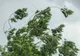 ALERTĂ METEO: COD GALBEN DE VÂNT PUTERNIC