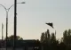 Alertă din nou în România. A doua dronă doborâtă în numai două zile, la 10 kilometri de Sfântu Gheorghe. Anunțul lui Nicușor Dan